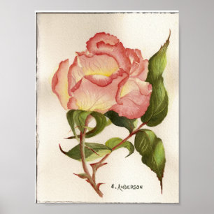 Poster Aquarelle botanique de fleur rose de pêche et de p
