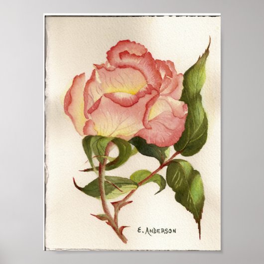 Poster Aquarelle botanique de fleur rose de pêche et de p (Devant)