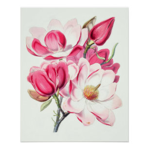 Poster Aquarelle Botanique Rose Magnolia Fleurs