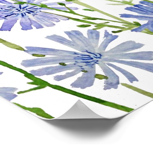 Poster aquarelle chicorée violette (Coin)