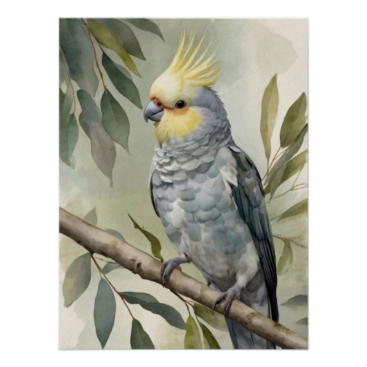 Poster Aquarelle Cockatiel Eucalyptus Tree (Devant)