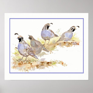 Poster Aquarelle de Californie Oiseaux de caille