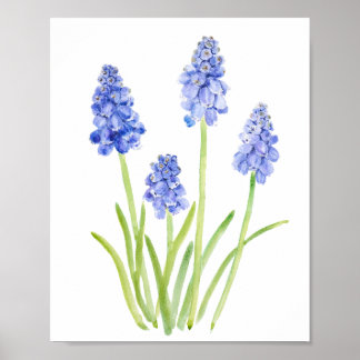 Poster aquarelle de cépage bleu hyacinthe 2023