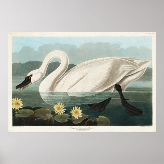 Poster Aquarelle de cygne blanc (Devant)