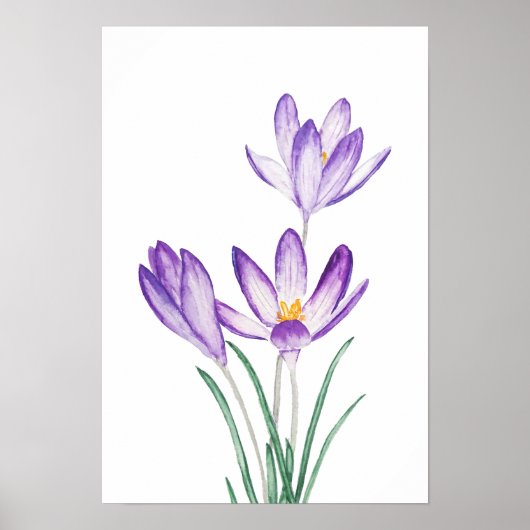 Poster aquarelle de fleur de crocus pourpre (Devant)
