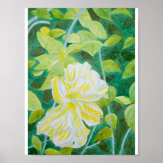 Poster Aquarelle de fleur d'hibiscus blanc double (Devant)