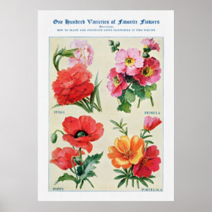 Poster Aquarelle de fleurs 3