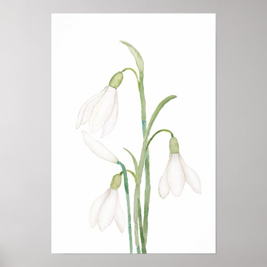 Poster aquarelle de fleurs de neige angélique (Devant)