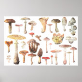 Poster Aquarelle des champignons communs (Devant)