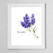 Poster Aquarelle des fleurs de lavande
