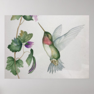 Poster Aquarelle du jardin des colibris