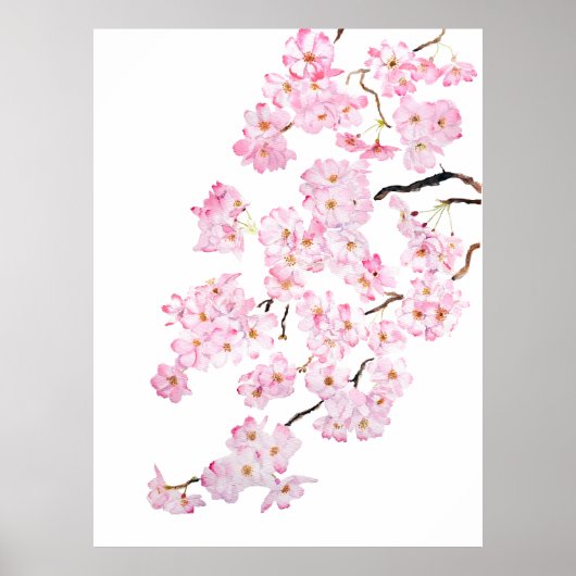 Poster Aquarelle en fleur de cerisier rose 2024 2 (Devant)