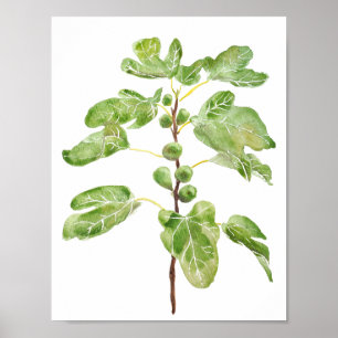 Poster aquarelle feuille de figues vertes