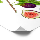 Poster Aquarelle Fig botanique style vintage (Coin)