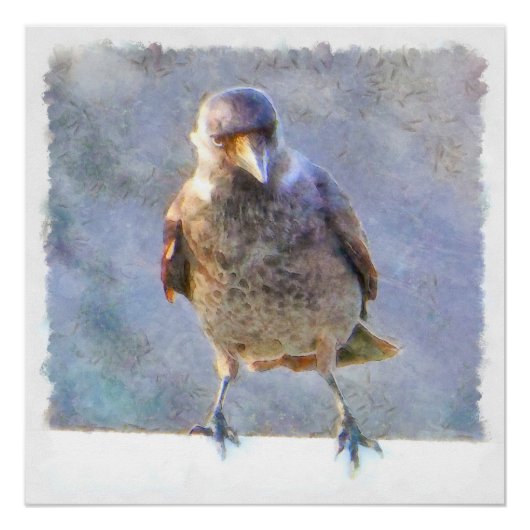 Poster Aquarelle Jackdaw (Devant)