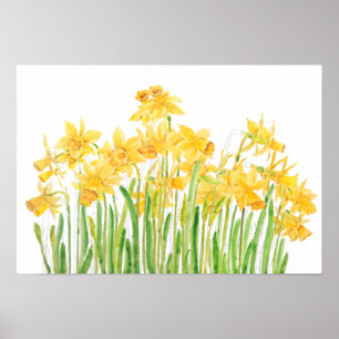 Poster aquarelle jaune champ jonquilles