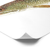 Poster Aquarelle Lake Trout (Coin)