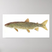 Poster Aquarelle Lake Trout (Devant)