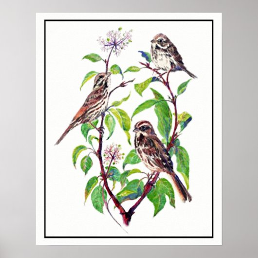 Poster Aquarelle Oiseaux de Bruant sur Dogwood Art (Devant)