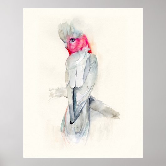 Poster Aquarelle Opera Cockatoo (Devant)