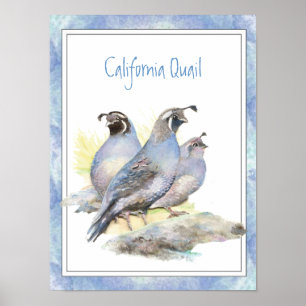 Poster Aquarelle originale California Quail Bird