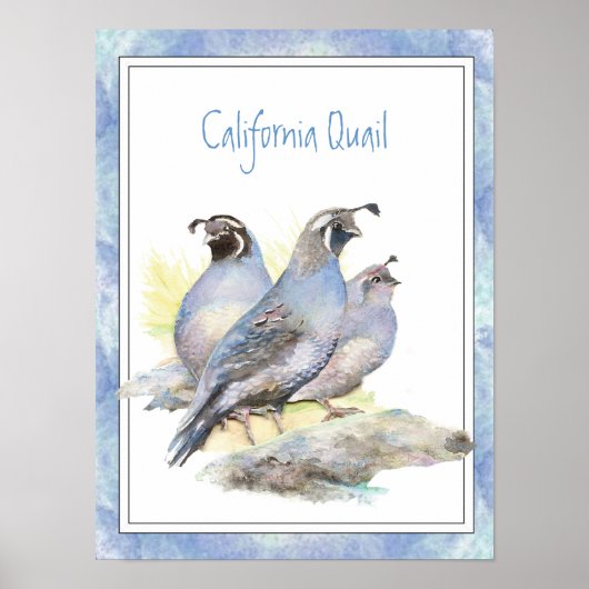 Poster Aquarelle originale California Quail Bird (Devant)