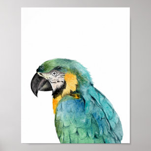 Poster Aquarelle Parrot Oiseau Bleu Or Macaw