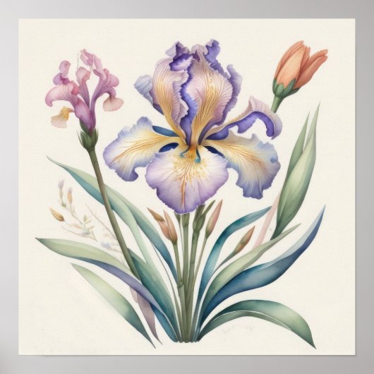 Poster Aquarelle Peinture de pourpre Iris (Devant)