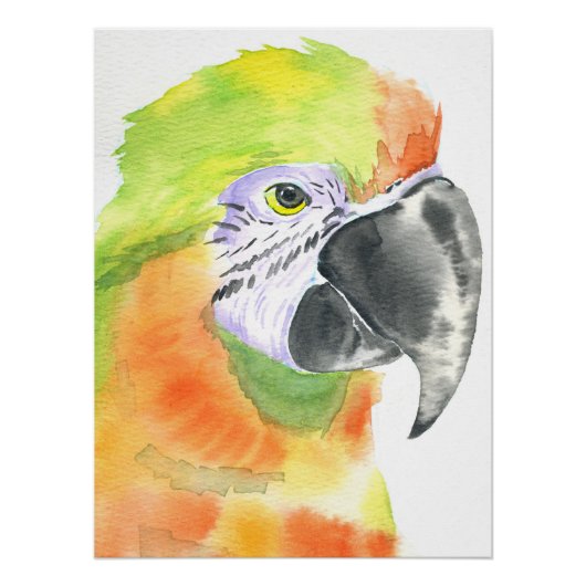 Poster Aquarelle perroquet (Devant)