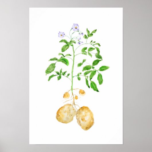 Poster aquarelle plante de pomme de terre (Devant)