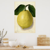 Poster Aquarelle pomologique vintage au citron (Cuisine)