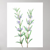 Poster aquarelle romarin (Devant)