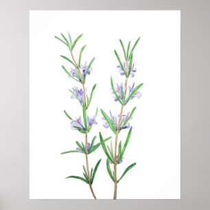 Poster aquarelle romarin