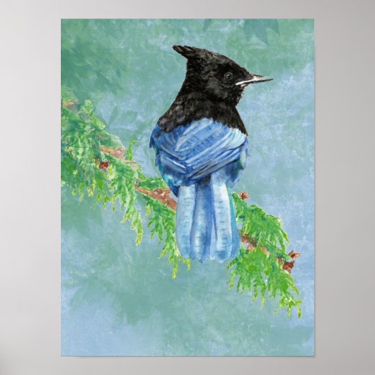 Poster Aquarelle Stellar Jay Nature (Devant)