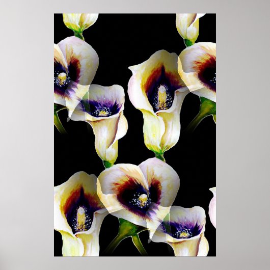 Poster Aquarelle Sublime Arum Calla Lilies (Devant)