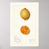 Poster Aquarelle vintage Citrus (Devant)