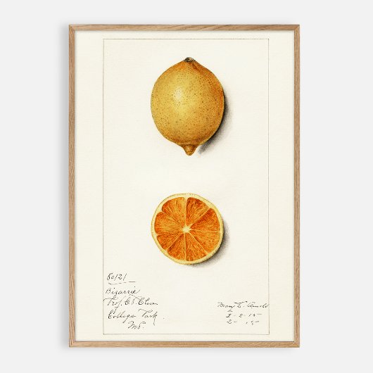 Poster Aquarelle vintage Citrus