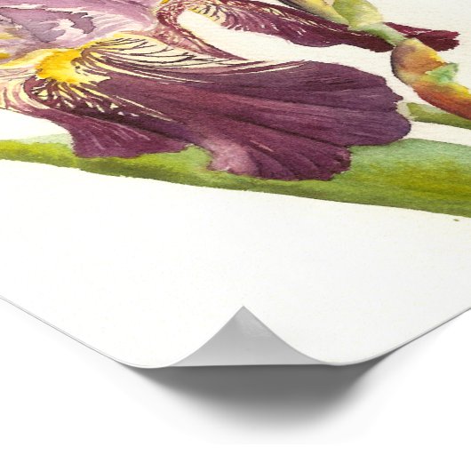 Poster Aquarelle violette Iris (Coin)