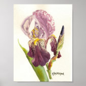 Poster Aquarelle violette Iris (Devant)