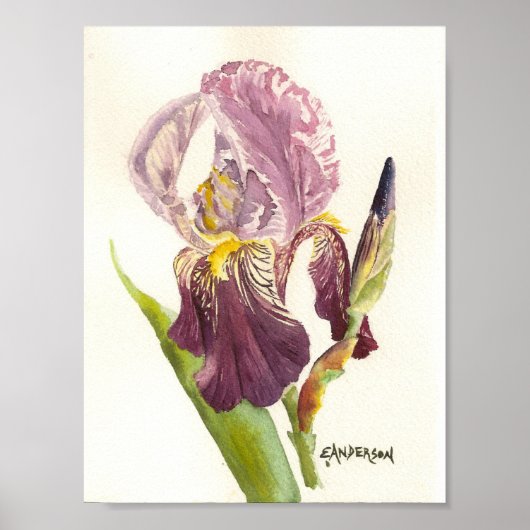 Poster Aquarelle violette Iris (Devant)