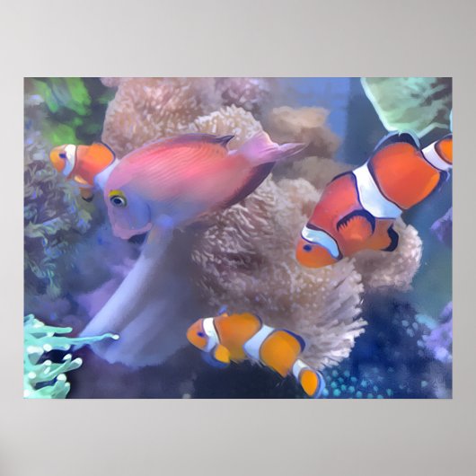 Poster Aquarium Clown Fish (Devant)