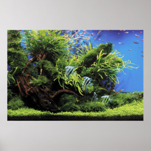 Poster Aquarium de l'Eau douce