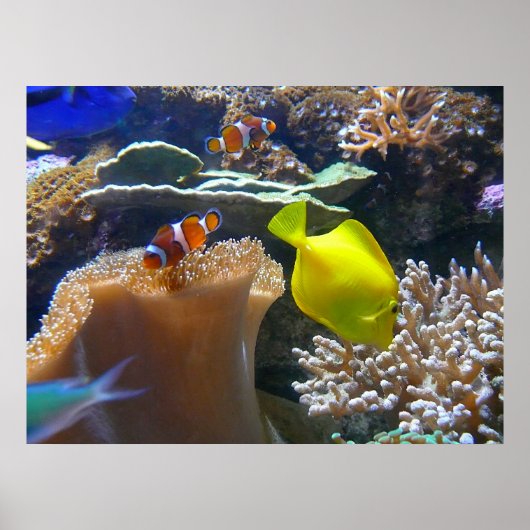 Poster Aquarium (Nemo) (Devant)