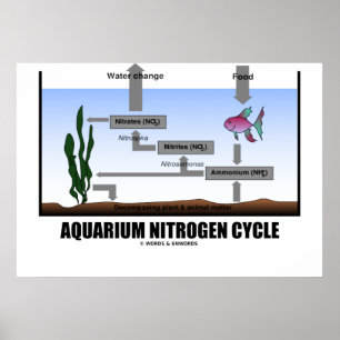 Poster Aquarium Nitrogen Cycle (écologie)