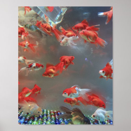 Poster Aquarium Poisson de marbre (Devant)