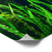 Poster Aquarium pour Aquarium Arrière - plan (Coin)