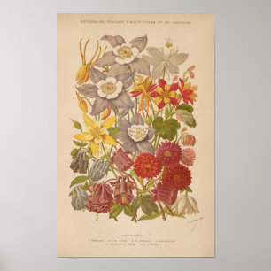 Poster Aquilegia George Nicholson