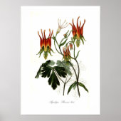 Poster Aquilegia skinneri (Devant)
