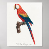 Poster Ara Canga Parrot (Devant)