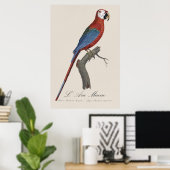 Poster Ara chloroptère, Ara chloropterus (Bureau à domicile)